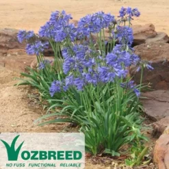 Agapanthus Bingo Blue -NatureNest Shop 2013 10 bingo blue 500 2