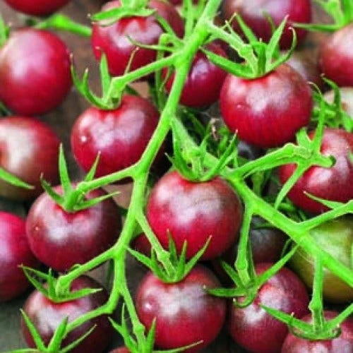 Tomato Black Cherry Organic - Seed 1 Tomato Black Cherry Organic - Seed