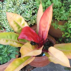 Philodendron Prince Of Orange -NatureNest Shop acalypha godseffiana coprosma marble queen philo prince of orange fuchsia magellanica aurea flickr cultiva413