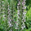 Acanthus Mollis - Oyster Plant