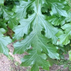 Acanthus Mollis - Oyster Plant -NatureNest Shop acanthus leaf