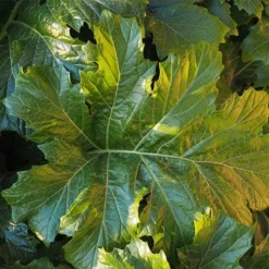Acanthus Mollis - Oyster Plant -NatureNest Shop acanthus mollis leaf