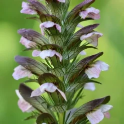 Garden Plants Sales Store 15 Garden Plants Sales Store -NatureNest Shop acanthus flower closeup