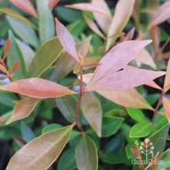 Acmena Hemilampra - Blush Satinash -NatureNest Shop acmena hemilampra new leaf colour