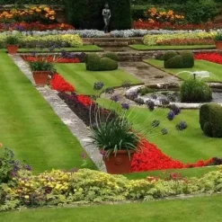 Agapanthus Black Magic -NatureNest Shop agapanthus pots stately home