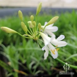 Agapanthus Silver Baby -NatureNest Shop agapanthus silver baby flowering
