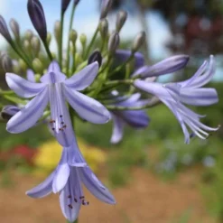 Agapanthus Streamline 22 Agapanthus Streamline -NatureNest Shop agapanthus streamline type