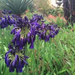 Agapanthus Black Magic