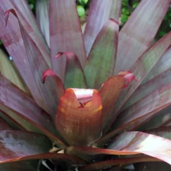 Alcantarea Silver Plum - Bromeliad -NatureNest Shop alcantarea purple