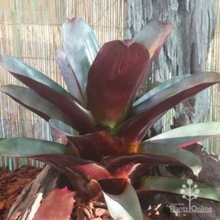 Alcantarea Silver Plum - Bromeliad -NatureNest Shop alcantarea silver plum