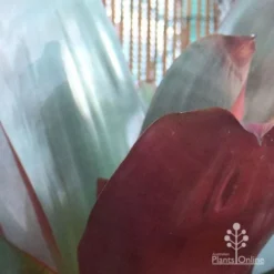 Alcantarea Silver Plum - Bromeliad -NatureNest Shop alcantarea silver plum leaves close