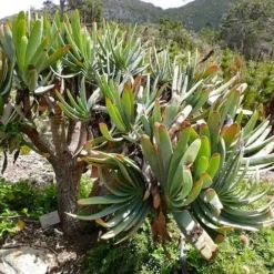 Aloe Plicatilis - Fan Aloe - Succulent -NatureNest Shop aloe plicatilis flickr bernard dupont