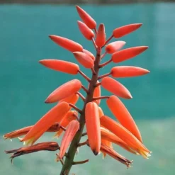 Aloe Plicatilis - Fan Aloe - Succulent -NatureNest Shop aloe plicatilis flickr jean michel moullec
