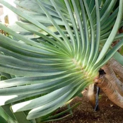 Aloe Plicatilis - Fan Aloe - Succulent -NatureNest Shop aloe plicatilis flickr jesus cabrera 1