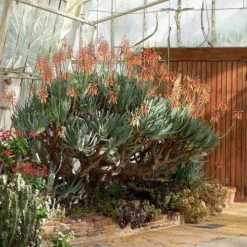 Aloe Plicatilis - Fan Aloe - Succulent -NatureNest Shop aloe plicatilis flickr laurent houmeau