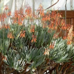 Aloe Plicatilis - Fan Aloe - Succulent -NatureNest Shop aloe plicatilis flickr laurent houmeau hr
