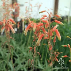 Aloe Quicksilver - Succulent -NatureNest Shop aloe quicksilver flower