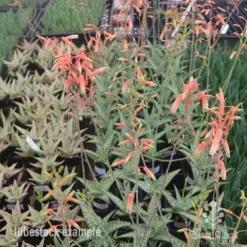 Aloe Quicksilver - Succulent -NatureNest Shop aloe quicksilver tubestock flowering