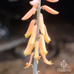 Aloe Vera - Succulent 16 Aloe Vera - Succulent -NatureNest Shop aloe vera flowers nursery