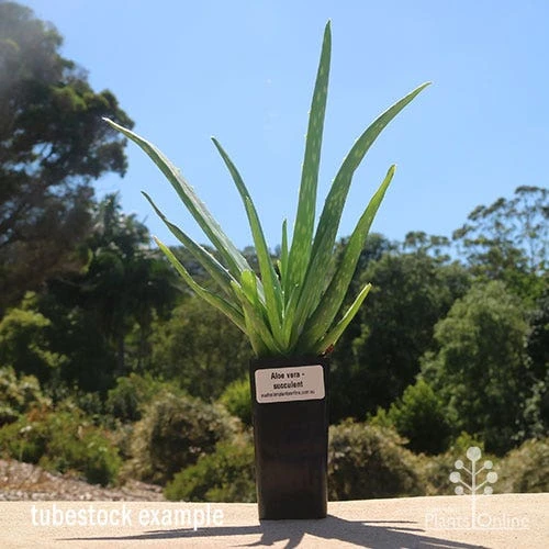 Aloe Vera - Succulent 1 Aloe Vera - Succulent