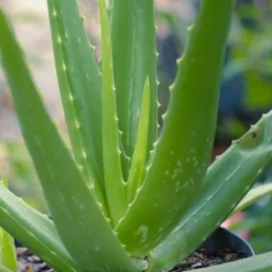 Aloe Vera - Succulent 24 Aloe Vera - Succulent -NatureNest Shop aloe vera 500