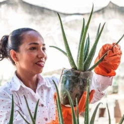 Aloe Vera - Succulent 21 Aloe Vera - Succulent -NatureNest Shop aloe growing