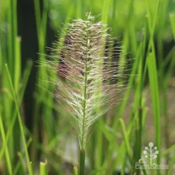 Pennisetum Alopecuroides - Swamp Fountain Grass 14 Pennisetum Alopecuroides - Swamp Fountain Grass -NatureNest Shop alopec new seedhead