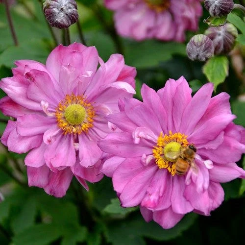 Garden Plants Sales Store -NatureNest Shop anemone fall in love sweetly flowers