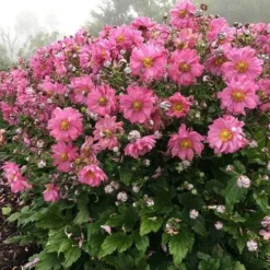 Anemone Fall In Love Sweetly- Japanese Anemone -NatureNest Shop anemone fall in sweetly plant