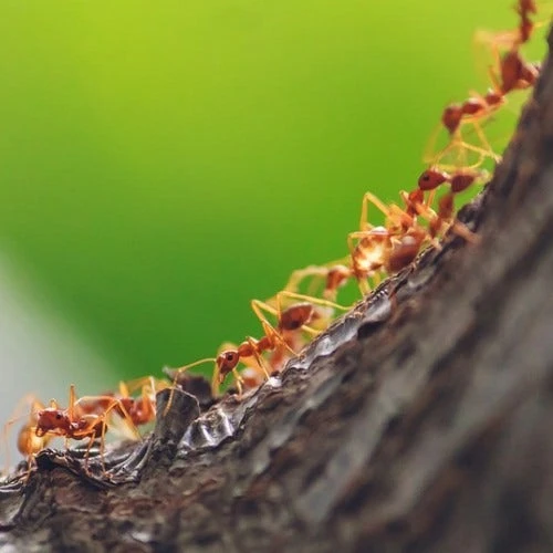 Granular Ant Killer 500g 2 Granular Ant Killer 500g - Image 2