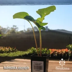 Acanthus Mollis - Oyster Plant -NatureNest Shop apo acanthus tubestock