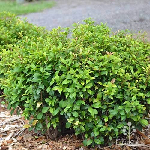 Acmena Allyn Magic 8 Acmena Allyn Magic - Image 8