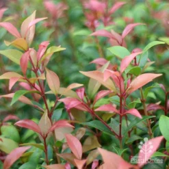 Acmena Allyn Magic 15 Acmena Allyn Magic -NatureNest Shop apo acmena allyn magic pink tips