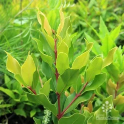 Acmena Hemilampra - Blush Satinash -NatureNest Shop apo acmena hemilampra growing