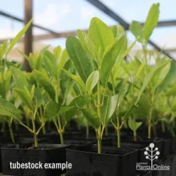 Acronychia Imperforata - Fraser Island Apple 20 Acronychia Imperforata - Fraser Island Apple -NatureNest Shop apo acronychia tubestock