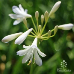 Agapanthus Silver Baby -NatureNest Shop apo agapanthus silver baby flower