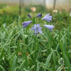 Agapanthus Streamline 18 Agapanthus Streamline -NatureNest Shop apo agapanthus streamline plant