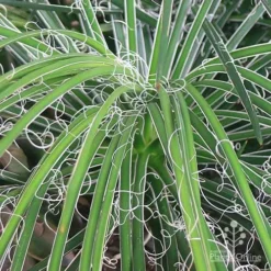 Agave Geminiflora - Succulent -NatureNest Shop apo agave in barrow threads 1