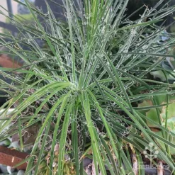 Agave Geminiflora - Succulent -NatureNest Shop apo agave in barrow 1