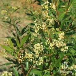 Ceratopetalum Alberys Red - Christmas Bush -NatureNest Shop apo alberys red ceratopetalum flowering sept