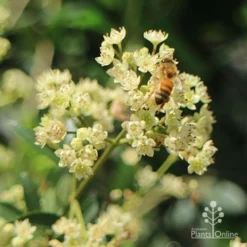 Ceratopetalum Alberys Red - Christmas Bush -NatureNest Shop apo alberys red christmas bush bee