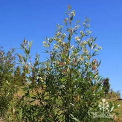 Ceratopetalum Alberys Red - Christmas Bush -NatureNest Shop apo alberys red flowering sept
