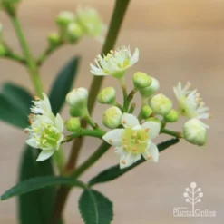 Ceratopetalum Alberys Red - Christmas Bush -NatureNest Shop apo alberys red flowers closeup