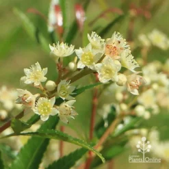 Ceratopetalum Alberys Red - Christmas Bush -NatureNest Shop apo alberys red true flowers sept