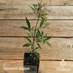 Ceratopetalum Alberys Red - Christmas Bush -NatureNest Shop apo alberys red tubestock sun