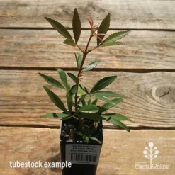 Ceratopetalum Alberys Red - Christmas Bush -NatureNest Shop apo alberys tubestock