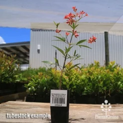 Ceratopetalum Alberys Red - Christmas Bush -NatureNest Shop apo alberys tubestock 1