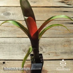 Alcantarea Imperialis Rubra - Bromeliad 13 Alcantarea Imperialis Rubra - Bromeliad -NatureNest Shop apo alcantarea rubra tubestock top