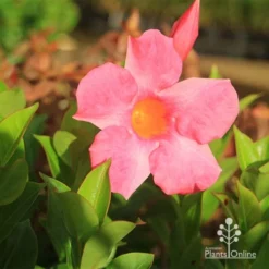 Mandevilla All Season Pink -NatureNest Shop apo all season pink afternoon sun