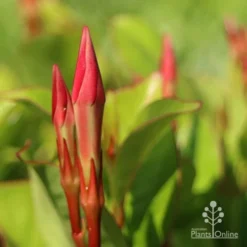 Mandevilla All Season Pink -NatureNest Shop apo all season pink buds